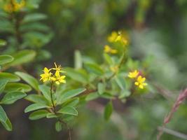 pequeña flor amarilla thryallis glauca, galphimia, lluvia de oro arbusto mediano inflorescencia de flores de color amarillo oscuro se liberará al final de la rama del árbol que florece en el jardín sobre un fondo de naturaleza borrosa foto