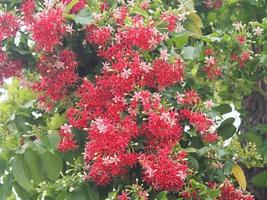 Rangoon Creeper, Chinese honey Suckle, Drunen sailor, Combretum indicum DeFilipps name red pink and white flower blooming in garden on blurred of nature background photo