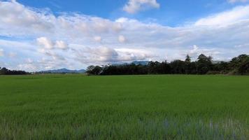 Sliding over green paddy field under blue sky video