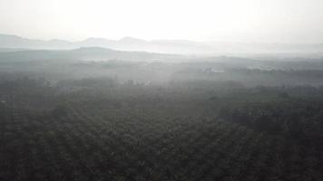 Aerial foggy misty at oil palm video