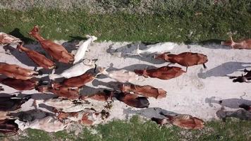 vue de haut en bas bétail troupeau de vaches à pied video