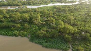 Aerial sliding over egret live at Pulau Bangau video