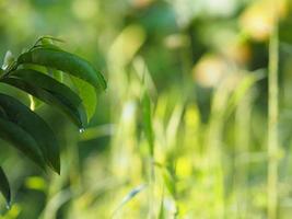 Green leaves background in the nature photo