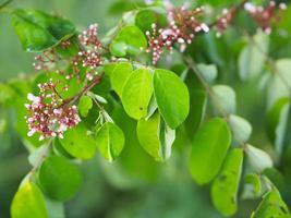 Carambola flower fruit nature background photo