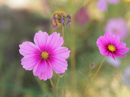 Pink color flower, sulfur Cosmos, Mexican Aster flowers are blooming beautifully springtime in the garden, blurred of nature background photo