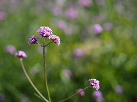 Verbena bouquet Small violet flower blooming in garden blurred of nature background, copy space concept for write text design in front background for banner, card, wallpaper, webpage photo