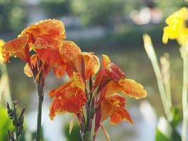 Yellow color flower Indian shot, India short plant, India shoot, Butsarana, Cannas, Canna lily, Canna indica, CANNACEAE, Flowering as a bouque in garden nature background photo