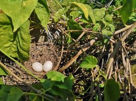 dos huevos de pájaro blanco en un nido hecho de heno en el árbol, aves de corral foto