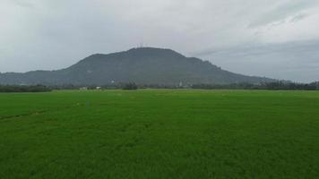 Fly over green paddy field video