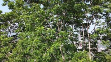 Luftbild aufsteigend Blick auf Baum video