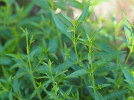 King of bitters Andrographis paniculata Burm, Wall. Ex Nees, Fah Talai jhon, Thai herbs relieve sore throat green leaves tree plant blooming in garden vegetable nature protect coronavirus, covid-19 photo