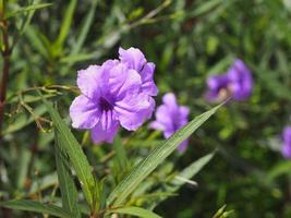 Waterkanon, Watrakanu, Minnieroot, Iron root, Feverroot, Popping pod, Cracker plant, Trai-no, Toi ting ACANTHACEAE, Britton Wild, Mexican Bluebell, Petunia violet flower garden nature background photo