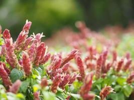 red pink flower Name Panama Queen Plant, The Orange Shrimp Plant, The Coral Aphelandra Single leaf Sorting alternately Lanceolate The flower is a big bouquet. With a small bouquet adorned on the base photo