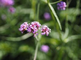 Verbena bouquet Small violet flower blooming in garden blurred of nature background, copy space concept for write text design in front background for banner, card, wallpaper, webpage photo