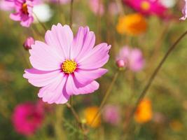 Pink color flower, sulfur Cosmos, Mexican Aster flowers are blooming beautifully springtime in the garden, blurred of nature background photo