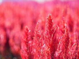 Cocks comb, Foxtail amaranth, red color Celosia argentea AMARANTHACEAE flowers blooming in garden blurred of nature background, Celosia plumose, Plumed Celusia, Wool Flower photo