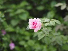 rosa rosa arreglo floral hermoso ramo en el fondo borroso de la naturaleza símbolo amor día de san valentín hermoso en la naturaleza foto