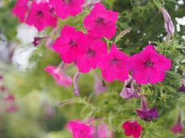 Wave dark pink Cascade color, Solanaceae, Petunia hybrid Vilm, Large petals single layer Grandiflora Singles flower in a plastic pot blooming in garden on blurred nature background hanging on the tree photo