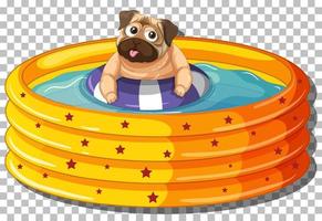 Pug dog in inflatable pool vector