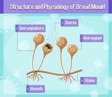 estructura y fisiología del moho del pan vector