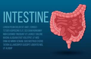 Human internal organ with intestine vector