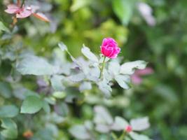 rosa rosa arreglo floral hermoso ramo en el fondo borroso de la naturaleza símbolo amor día de san valentín hermoso en la naturaleza foto