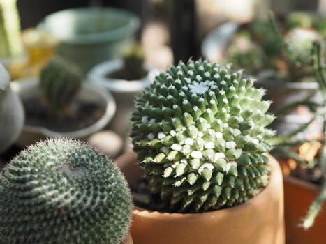 el tronco verde del árbol de cactus tiene puntas afiladas alrededor de la floración en maceta de terracota foto