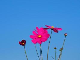 flor de color rosa, cosmos de azufre, flores de aster mexicanas están floreciendo maravillosamente en primavera en el jardín, sobre fondo de cielo azul foto