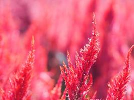Cocks comb, Foxtail amaranth, red color Celosia argentea AMARANTHACEAE flowers blooming in garden blurred of nature background, Celosia plumose, Plumed Celusia, Wool Flower photo