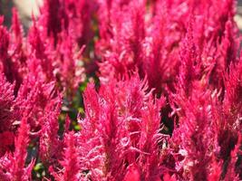 Cocks comb, Foxtail amaranth, red color Celosia argentea AMARANTHACEAE flowers blooming in garden blurred of nature background, Celosia plumose, Plumed Celusia, Wool Flower photo