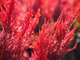Cocks comb, Foxtail amaranth, red color Celosia argentea AMARANTHACEAE flowers blooming in garden blurred of nature background, Celosia plumose, Plumed Celusia, Wool Flower photo