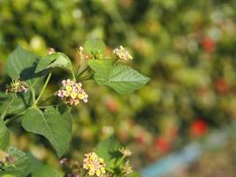 Colorful pink yellow color flower Lantana camara, Verbenaceae semi pointed shrub pointed leaf edge sawtooth blooming in garden blurred of nature background space for copy writer photo