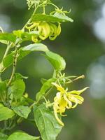 cananga odorata ylang ylang nombre de la flor olas corteza gris ramo de flores en un racimo pétalos amarillos o verdes son fragantes foto