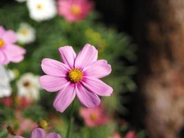 Pink color flower, sulfur Cosmos, Mexican Aster flowers are blooming beautifully springtime in the garden, blurred of nature background