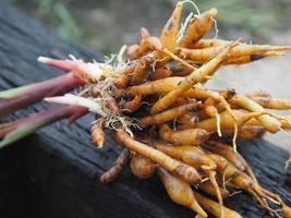 Boesenbergia rotunda, Kaempferia cochinchinensis Gagnep, Curcuma rotunda, Boesenbergia pandurate,  Kaempferia ovata Roscoe, Kaempferia pandurata Roxb fresh, vegetable Thai herb covid-19 coronavirus photo