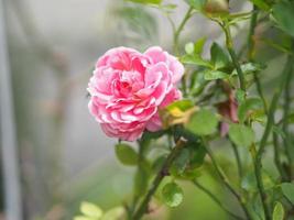 pink rose flower arrangement Beautiful bouquet blooming in garden on blurred of nature background symbol love Valentine Day beautiful photo