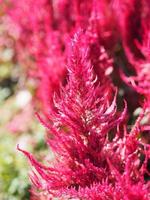 Cocks comb, Foxtail amaranth, red color Celosia argentea AMARANTHACEAE flowers blooming in garden blurred of nature background, Celosia plumose, Plumed Celusia, Wool Flower photo