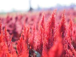 Cocks comb, Foxtail amaranth, red color Celosia argentea AMARANTHACEAE flowers blooming in garden blurred of nature background, Celosia plumose, Plumed Celusia, Wool Flower photo