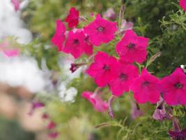 Wave dark pink Cascade color Solanaceae,Petunia hybrid Vilm, Large petals single layer Grandiflora Singles flower in a plastic pot blooming in garden on blurred nature background hanging on the tree photo