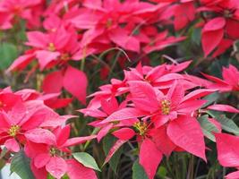 estrella de navidad, árbol de hojas verdes y rojas de poinsettia que florece en el fondo de la naturaleza del jardín foto