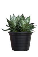 Hahnii, Bowstring Hemp, Devil Tongue, Mother-in-law Tongue or Snake Plant in black plastic pot isolated on white background included clipping path. photo