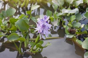 flor morada de flor de jacinto de agua flotando en el río. foto