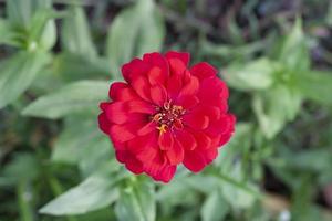 Top view of Red zinnia flower beautiful bloom in the garden on blur nature background. photo