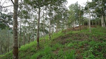 Tilt up shot rubber tree plantation video