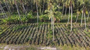 Pineapple farm under coconut tree plantation video