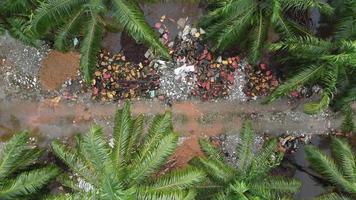 Aerial top down view a monitor lizard catch fish near illegal dump site video