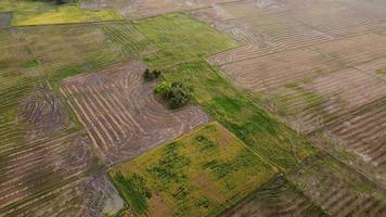 campo de arroz de vista aérea con patrón video