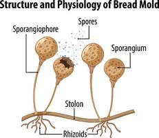 estructura y fisiología del moho del pan vector