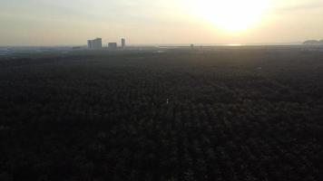 Aerial view oil palm in evening sunset. video