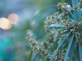 Rhapis humilis Blume, Palmae, Reed rhapis, Slender lady palm soft green flower blooming on burred of nature background photo